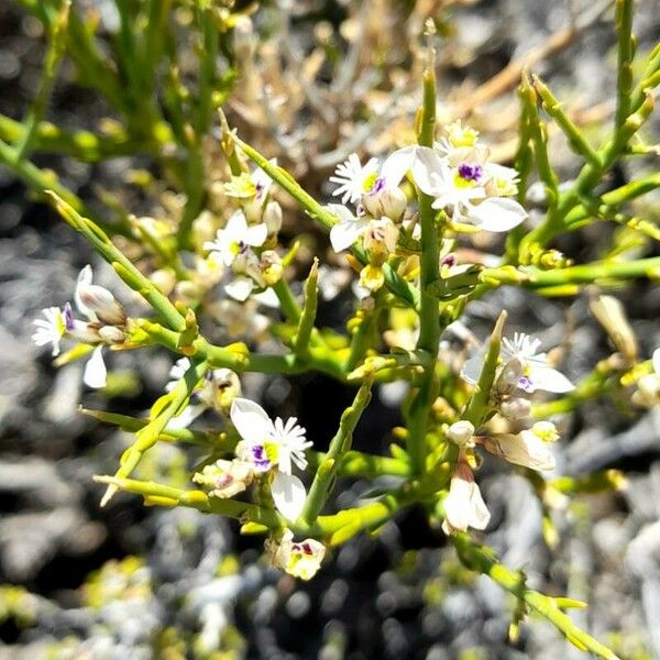 Polygala spinescens Flower