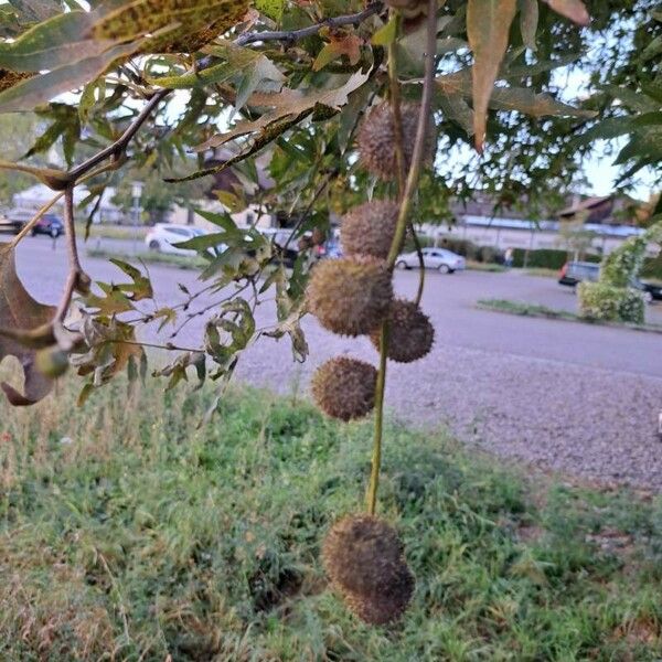 Platanus orientalis Fruct