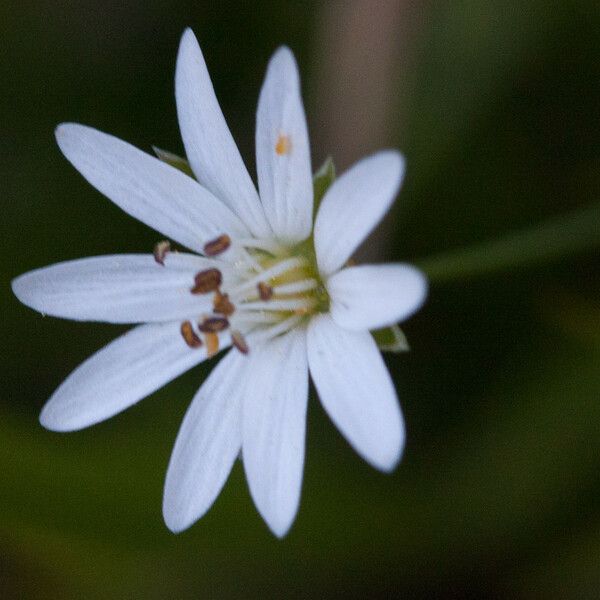 Stellaria longipes 花