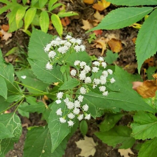 Ageratina altissima फूल