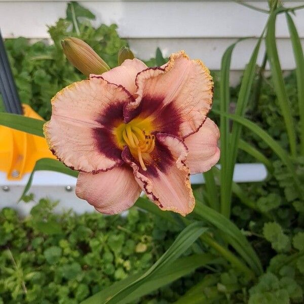 Hemerocallis fulva Floro