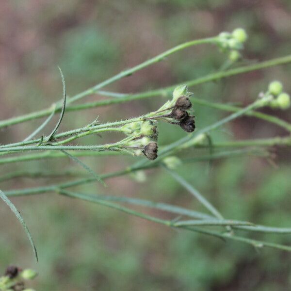 Sida linifolia 果