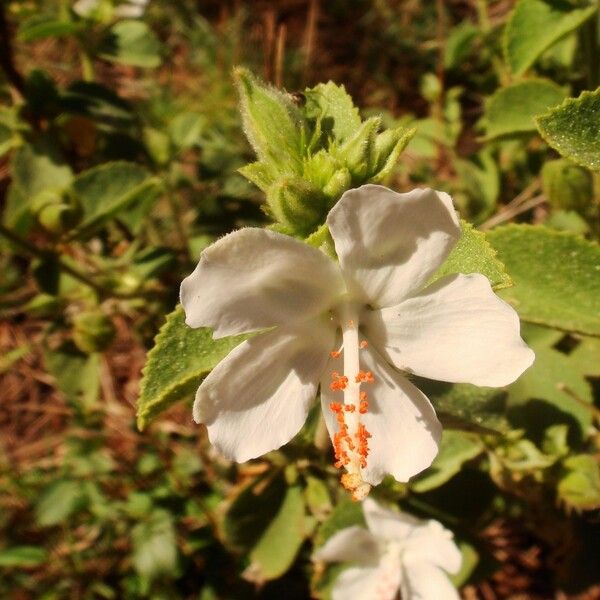 Hibiscus flavifolius Blomma