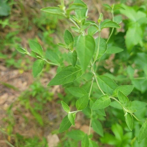 Pycnanthemum incanum Blad