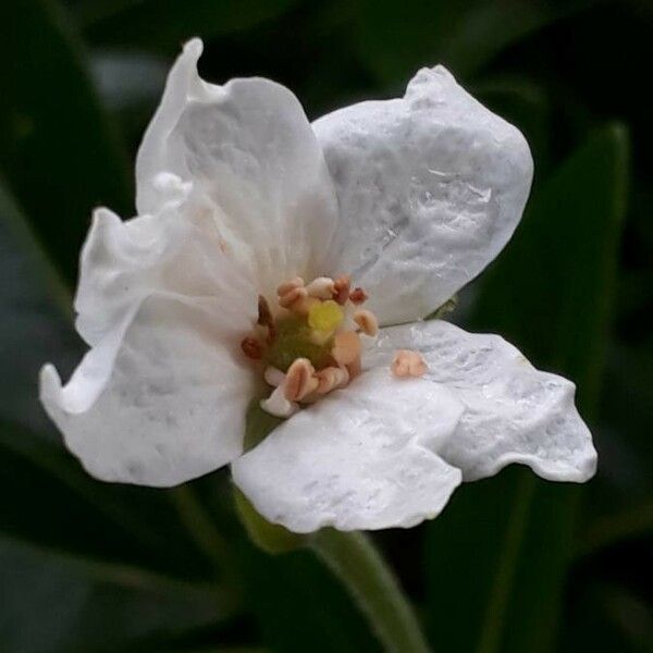 Choisya ternata Flower