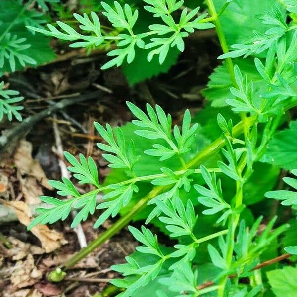 Selinum carvifolium Leaf