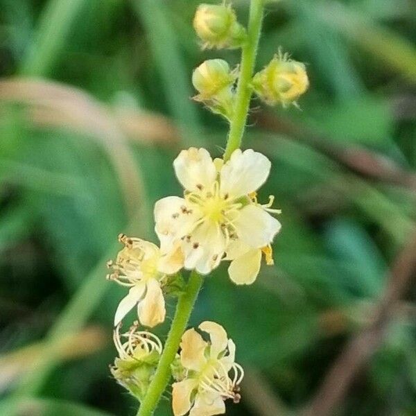 Agrimonia eupatoria Cvet