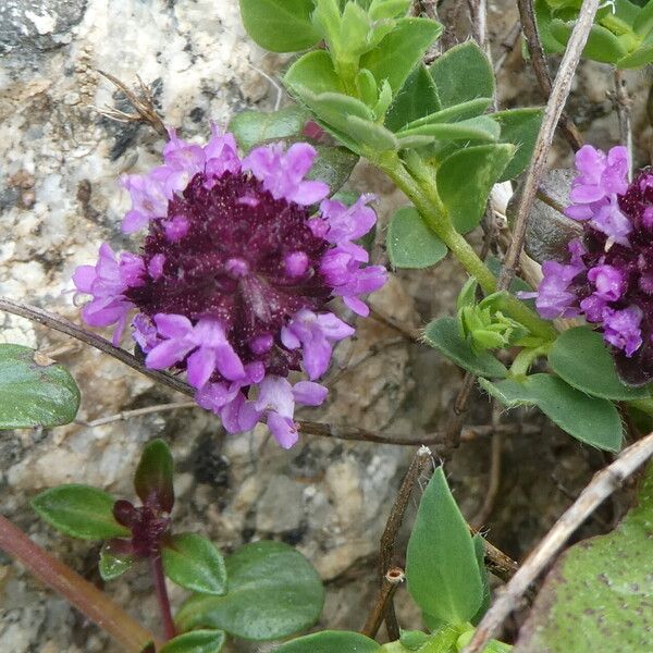 Thymus praecox Flower