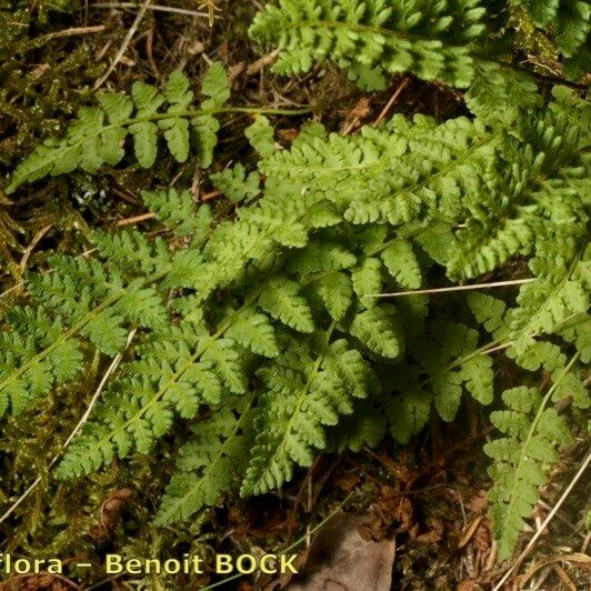 Woodsia ilvensis 形态