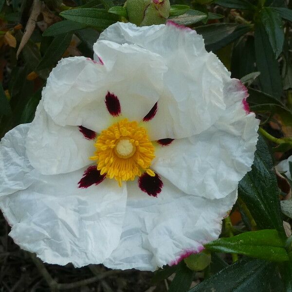 Cistus ladanifer Blodyn