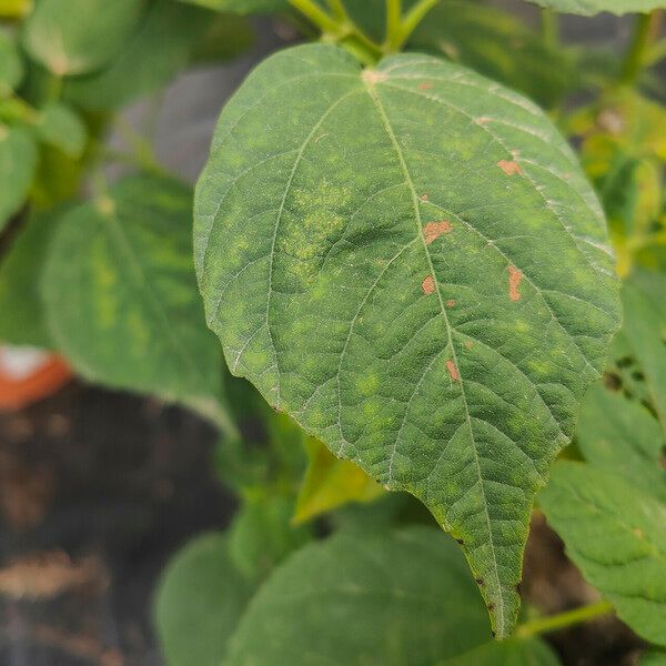 Hibiscus moscheutos Folha