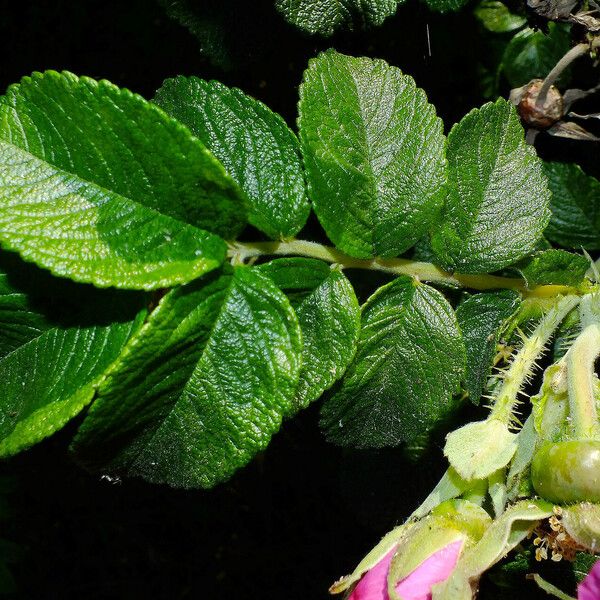 Rosa rugosa Fruit