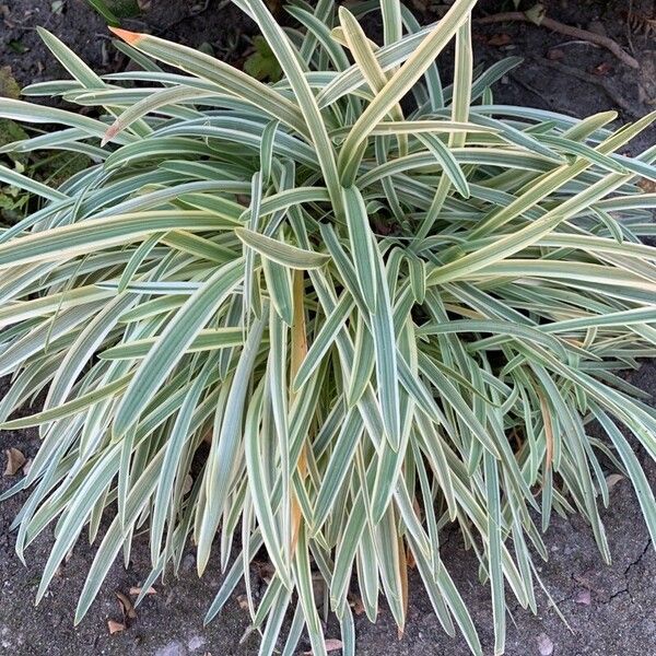 Phalaris arundinacea Leaf