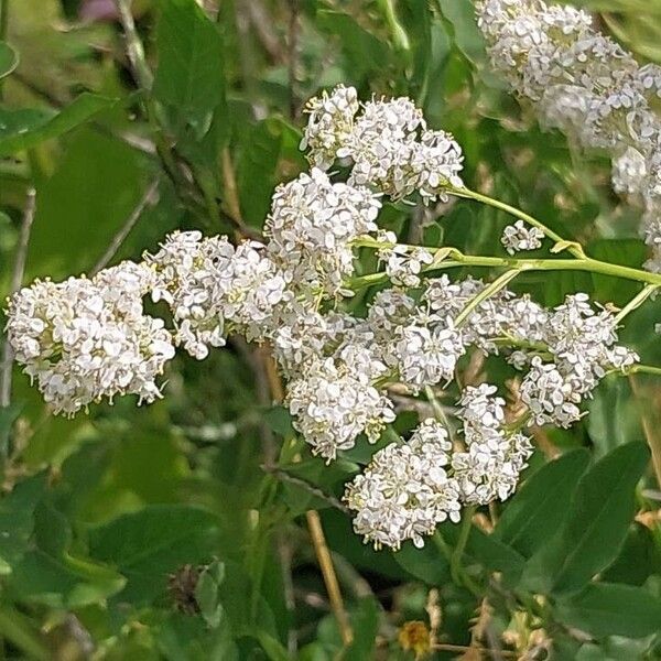 Lepidium latifolium Flor