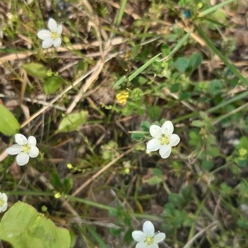 Sagina nodosa 花