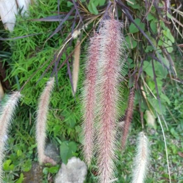 Cenchrus purpureus 花
