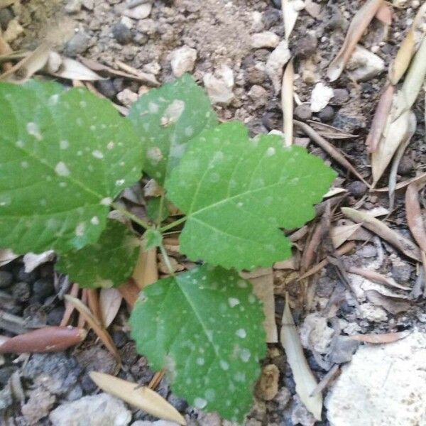 Fatoua villosa Leaf