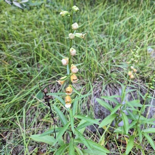 Digitalis laevigata Cvet