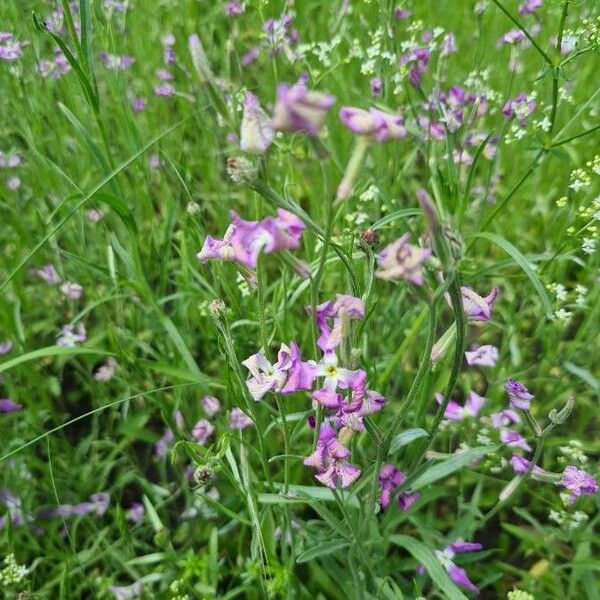 Matthiola longipetala 花