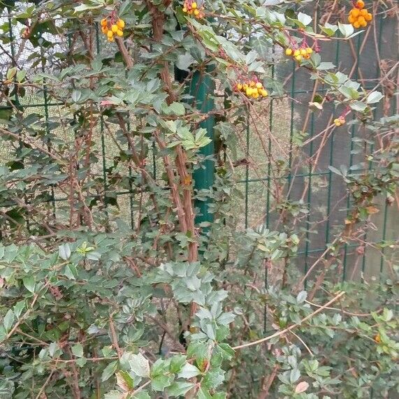 Berberis darwinii 整株植物