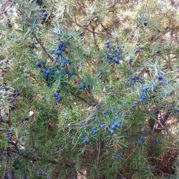 Juniperus communis Kukka