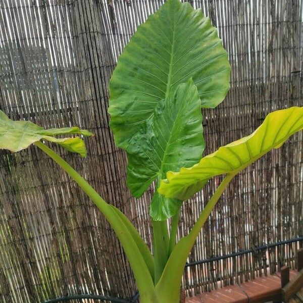 Alocasia macrorrhizos Fuelha