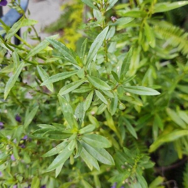 Angelonia biflora Φύλλο