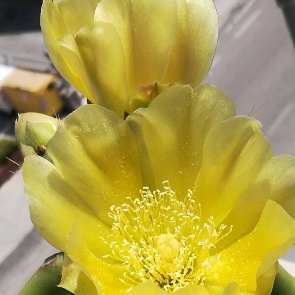 Opuntia stricta Blüte