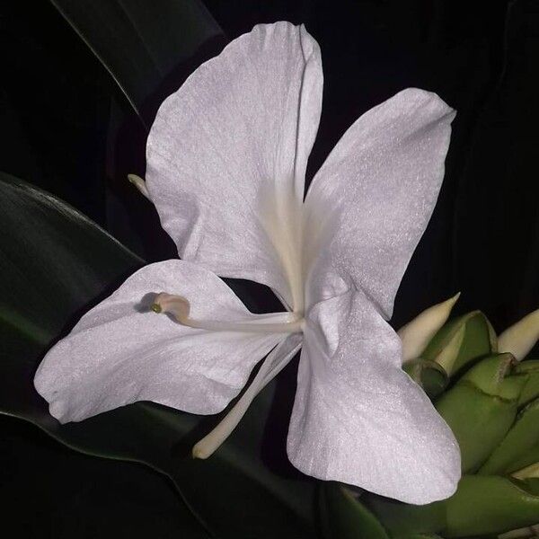 Hedychium coronarium Flor