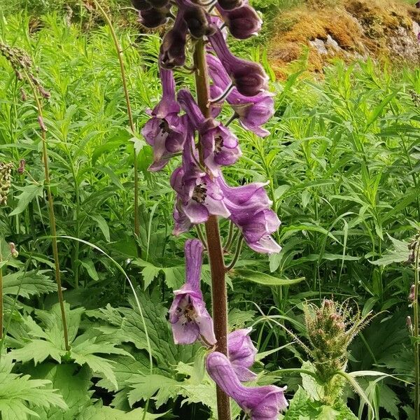 Aconitum septentrionale Flor