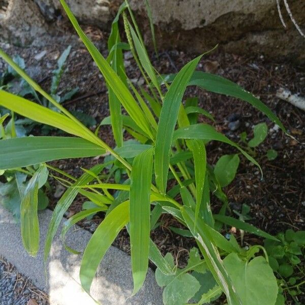 Setaria verticillata Лист