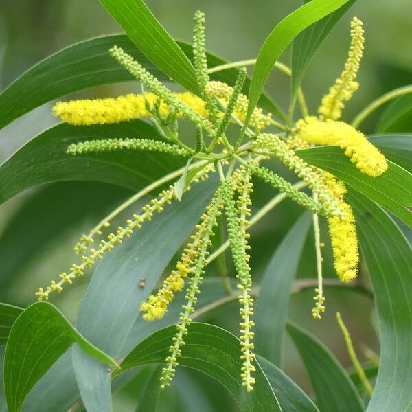 Acacia auriculiformis Virág