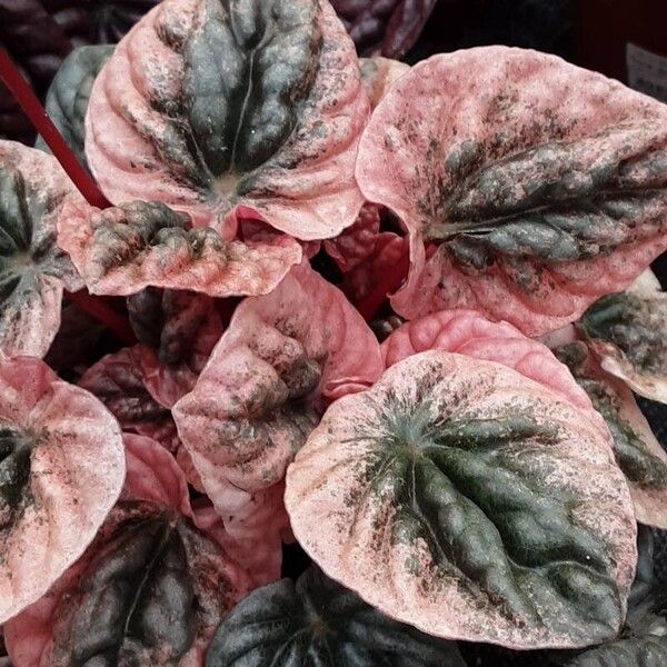 Peperomia caperata Fulla