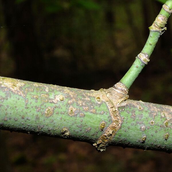 Acer negundo 樹皮