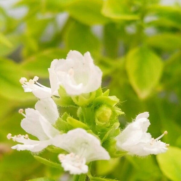 Ocimum basilicum 花