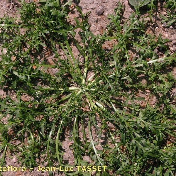 Lepidium coronopus Habit