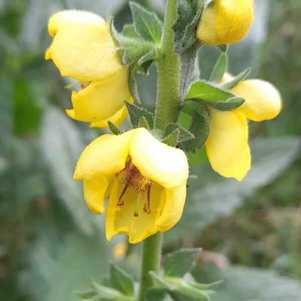 Verbascum virgatum Flower