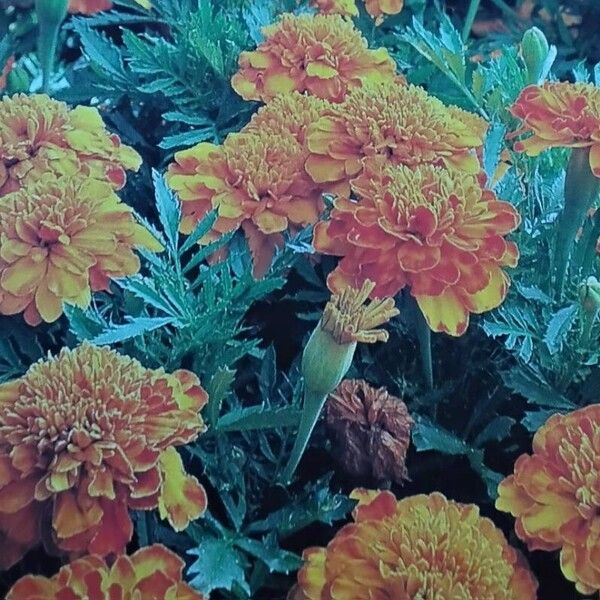 Tagetes erecta Квітка