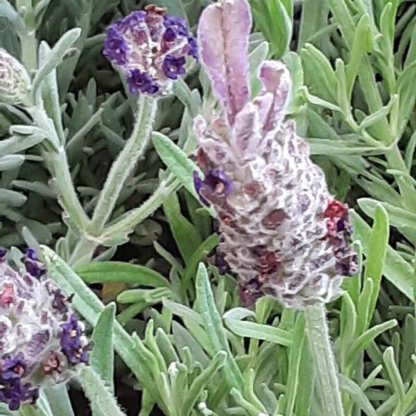 Lavandula stoechas Blomma