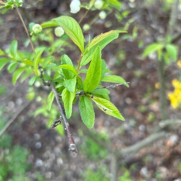 Prunus glandulosa Fuelha