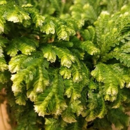 Selaginella kraussiana Yaprak