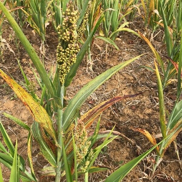 Sorghum bicolor Blatt