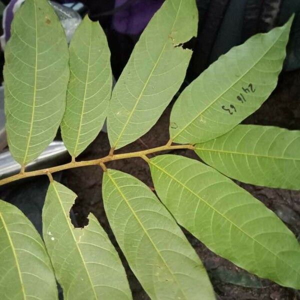 Helicostylis tomentosa Leaf