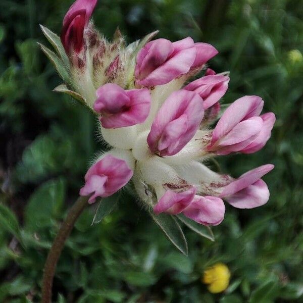 Anthyllis montana Blüte