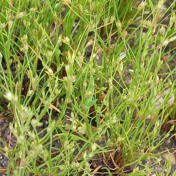 Juncus bufonius Flower