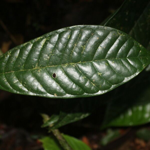 Anaxagorea phaeocarpa Leaf