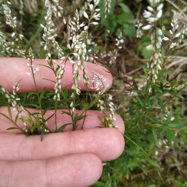 Polygala paniculata Virág