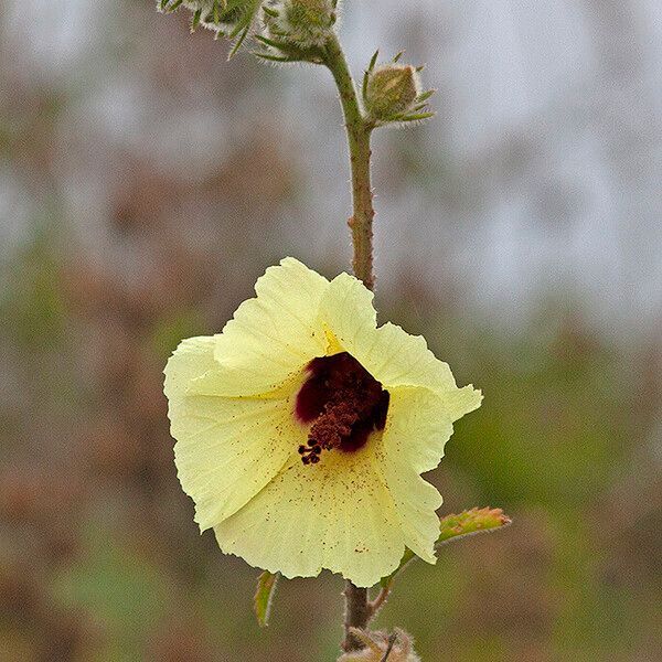 Hibiscus diversifolius Flors