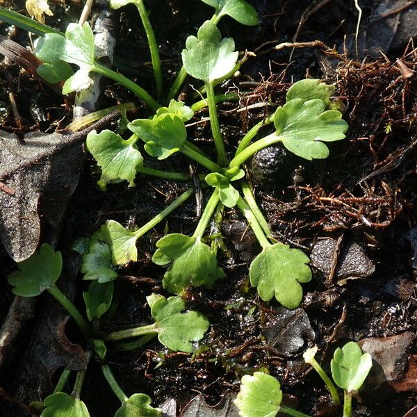 Ranunculus sceleratus 形態