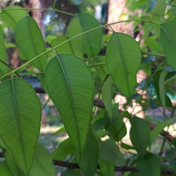 Eucalyptus robusta Lapas